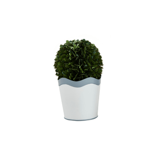 Scalloped Boxwood Pot - Small