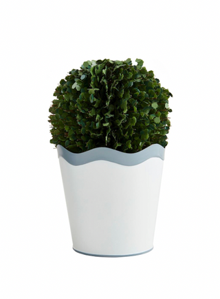 Scalloped Boxwood Pot - Large